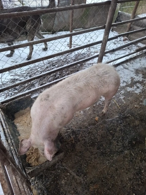 De vânzare  - imagine 2