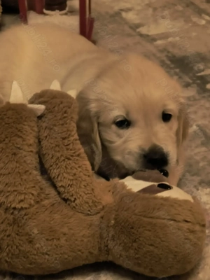 Pui Golden Retriever