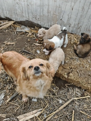 donez catei pechinezi - imagine 2