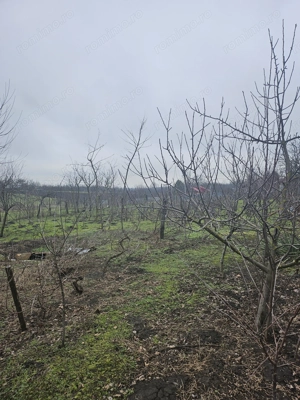 Comuna Vâlcelele Jud. Călărași, Str. MIrcea cel Bătrân - imagine 12