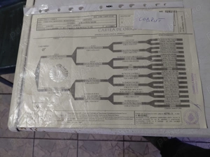 Vand mascul ciobanesc bucovina cu pedigree