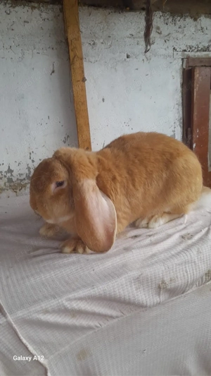 Masculi berbec german! - imagine 3