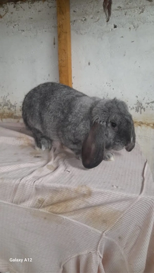 Masculi berbec german! - imagine 2