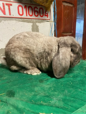 Masculi berbec german! - imagine 4