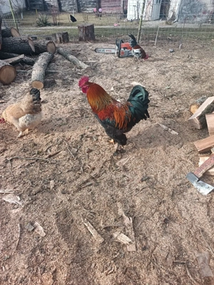 vând cocoși  - imagine 2