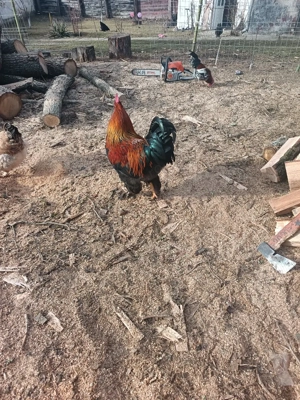 vând cocoși  - imagine 3