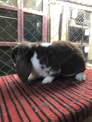 Masculi berbec german! - imagine 5