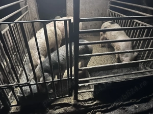 Soldani cu greutate intre 40-65 kg - imagine 4