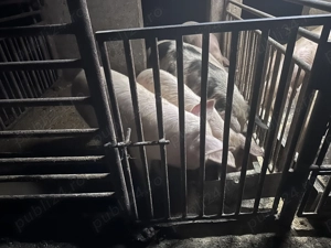 Soldani cu greutate intre 40-65 kg - imagine 2