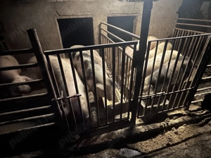 Soldani cu greutate intre 40-65 kg