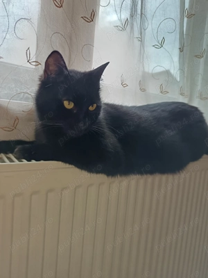 Donez pisicuța sterilizată și vaccinată - imagine 2