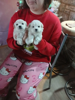 cățelușe bichon maltez 