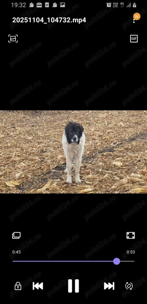 Vand ciobanesc de bucovina