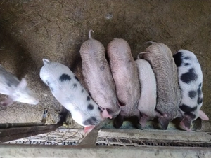 porci pietran 20 kg+-