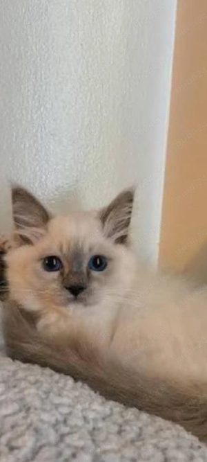 ragdoll bluepoint!!!