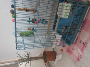 Papagal Micu Alexandru de vanzare - imagine 4