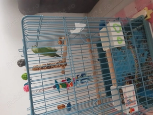 Papagal Micu Alexandru de vanzare - imagine 5