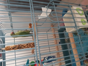 Papagal Micu Alexandru de vanzare