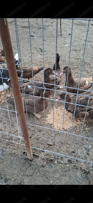 Rațe și rătoi leșești Schimb cu oi