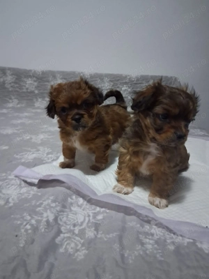 Vând pechinezi, 2 masculi  - imagine 4