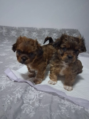 Vând pechinezi, 2 masculi  - imagine 3