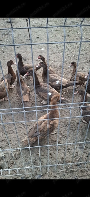 Rațe și rătoi leșești Schimb cu Oi - imagine 2