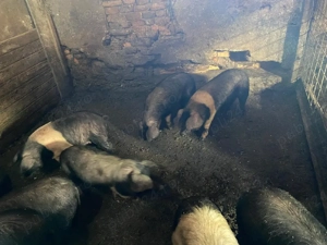 Șoldani de vânzare  - imagine 2