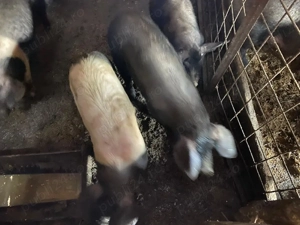 Șoldani de vânzare 