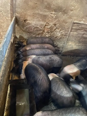 Șoldani de vânzare  - imagine 4