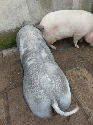 Vând porci rasă de carne  - imagine 5