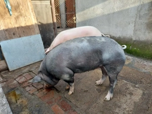 Vând porci rasă de carne  - imagine 2