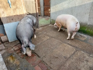 Vând porci rasă de carne  - imagine 4