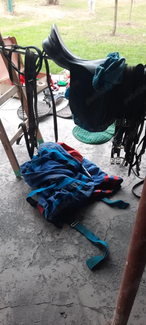 Şa pentru  călărie de vinzare  - imagine 2