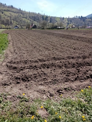 De vanzare teren in zonă de munte Neamt Borca - imagine 5