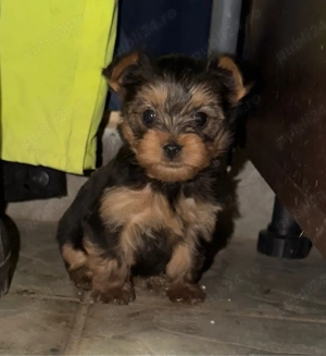 Pui Yorkshire Terrier (preț negociabil) - imagine 3