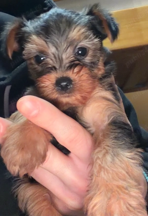 Pui Yorkshire Terrier (preț negociabil) - imagine 4