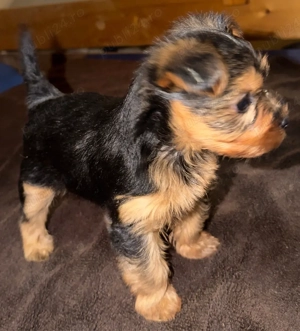Pui Yorkshire Terrier (preț negociabil) - imagine 2