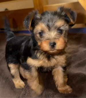 Pui Yorkshire Terrier (preț negociabil)