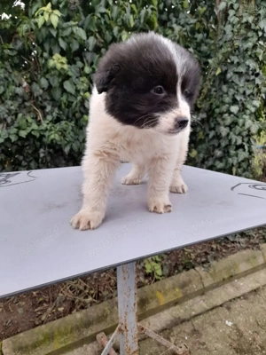 Femela CRB, 2 luni! - imagine 4