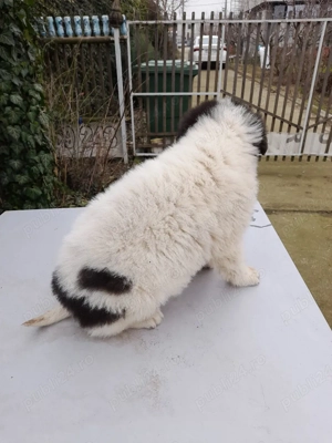 Femela CRB, 2 luni! - imagine 2