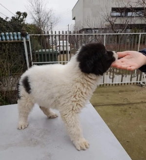 Femela CRB, 2 luni! - imagine 5