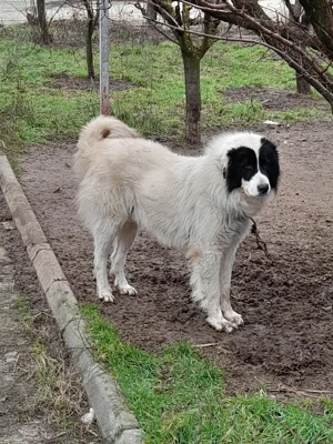 Mascul CRB, un an! - imagine 4