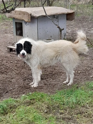 Mascul CRB, un an! - imagine 3