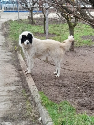 Mascul CRB, un an! - imagine 2