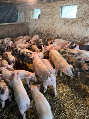 purcei rasa de carne  - imagine 2