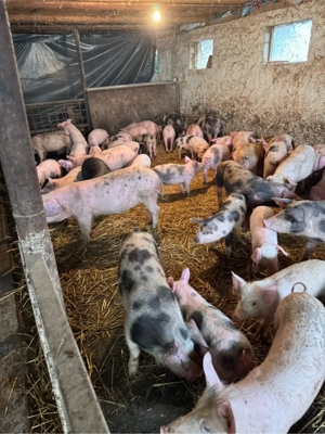 purcei rasa de carne  - imagine 4