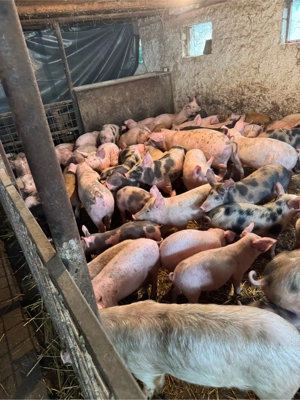 purcei rasa de carne 