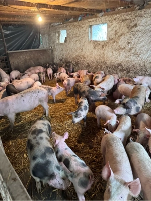 purcei rasa de carne  - imagine 3