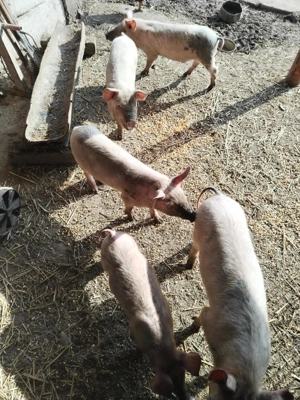Vând 5 purcei 2 băieți   3 fete de 2luni și 3 săptămâni landrace porumb mazăre tărâțe urluiala  - imagine 5
