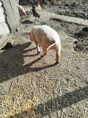 Vând 5 purcei 2 băieți   3 fete de 2luni și 3 săptămâni landrace porumb mazăre tărâțe urluiala  - imagine 4